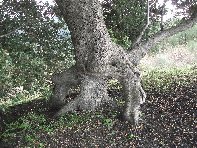 nte Ilice-20110120 034